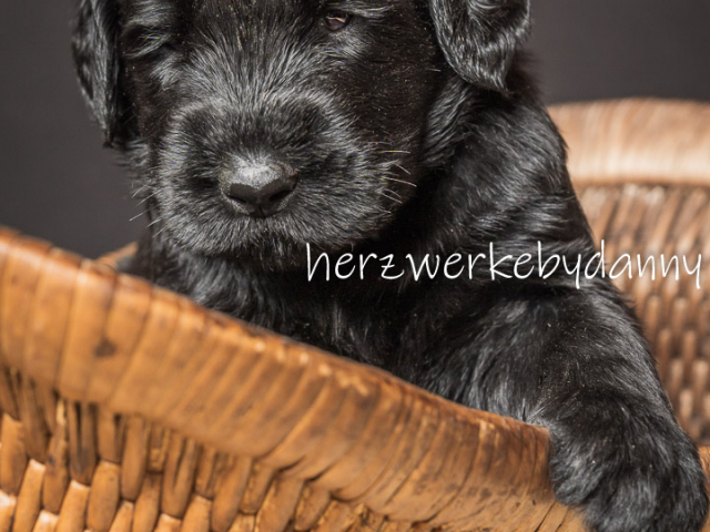 Herr Blau nach 30 Tagen